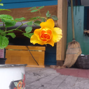 Meet your Posher, Anna